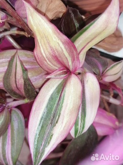 Традесканции сортовые альбом 1