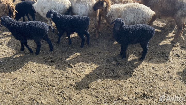 Продаются ягнята 2024 года