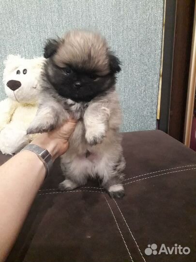 Померанский шпиц