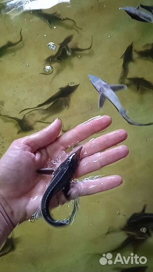 Малëк, рыбопосадочный материал