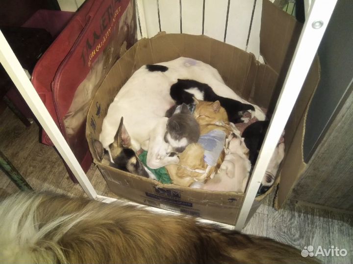 Собаки и щенки