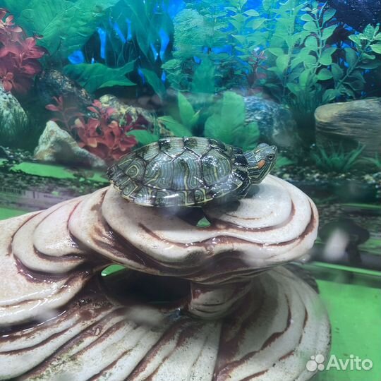 Красноухая черепаха с аквариумом