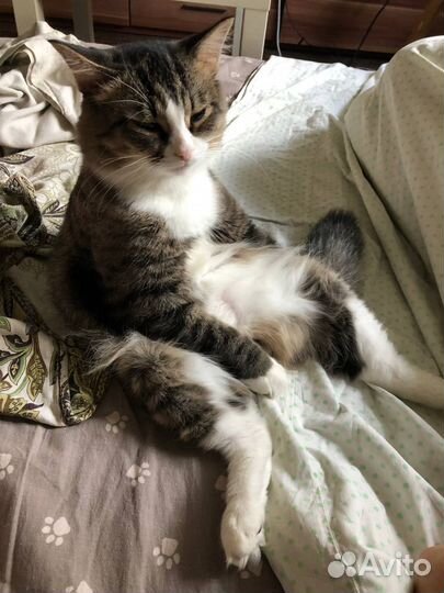 Кот в добрые руки