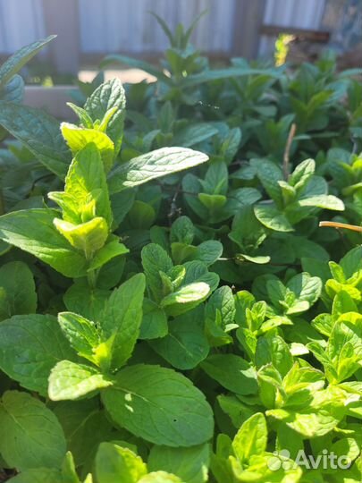 Мята свежая в горшке