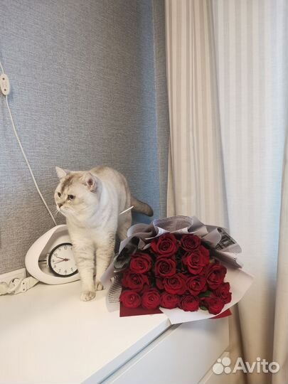 Британский кот, вязка