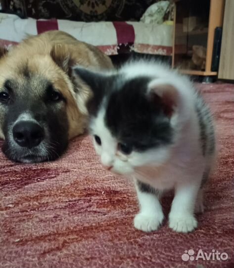 Котята метисы