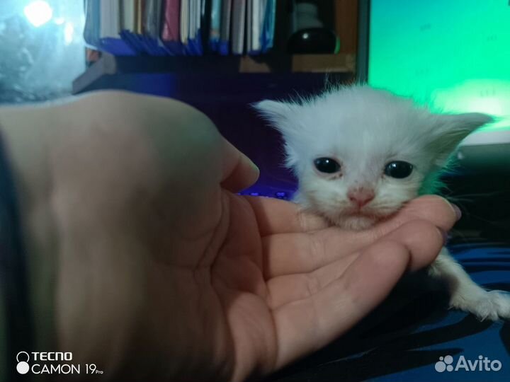 Котятки в дар