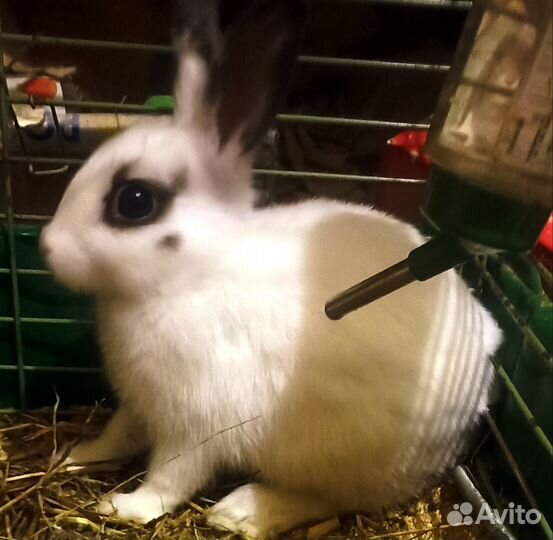 Декоративные кролики