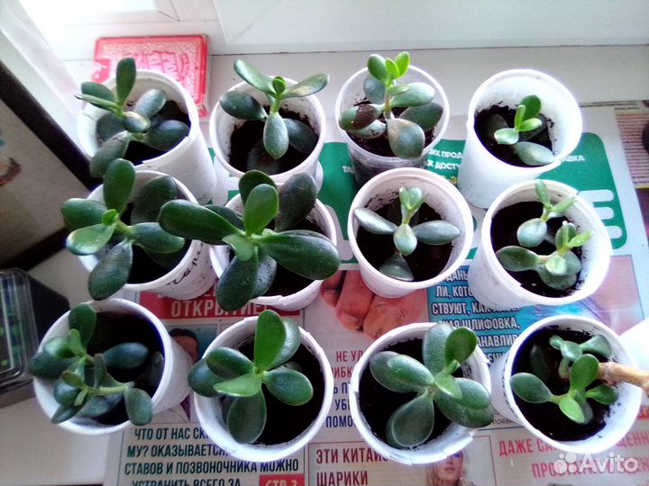 Цветы Денежное дерево Толстянка