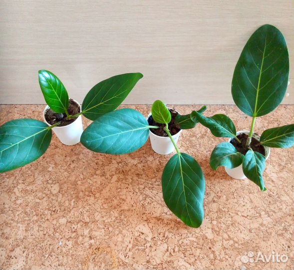 Фикусы разные