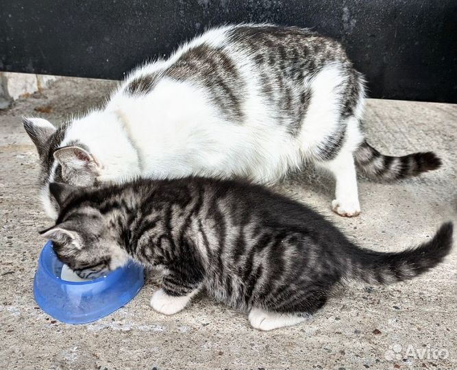 Котята счастье в дом