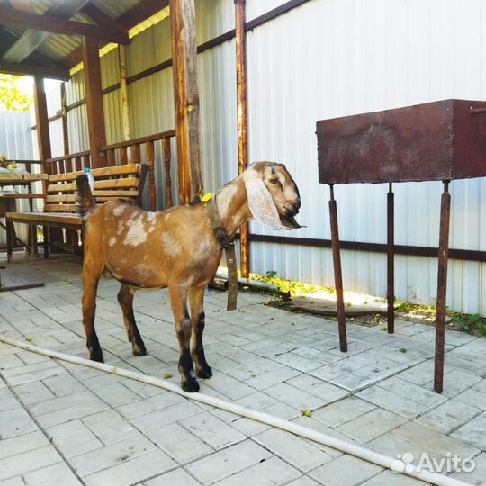 Англо нубийский козлик