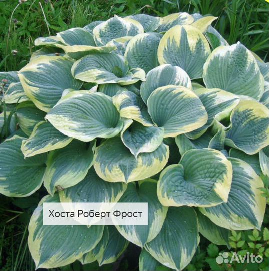 Хосты сортовые