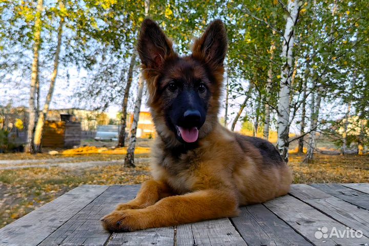 Зонарно-рыжая красотуля дш немецкой овчаки
