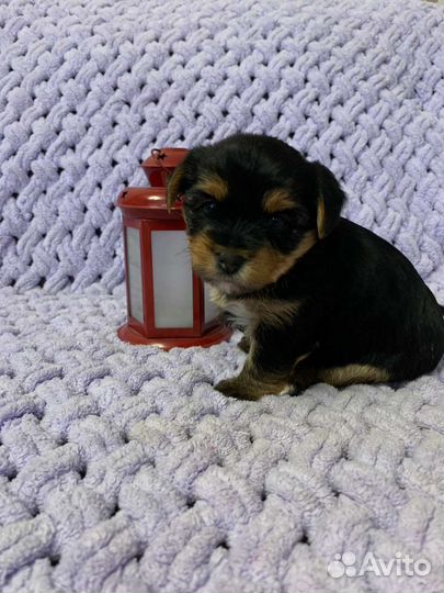 Няшные, Щенки йорка