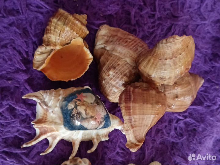 Морские ракушки