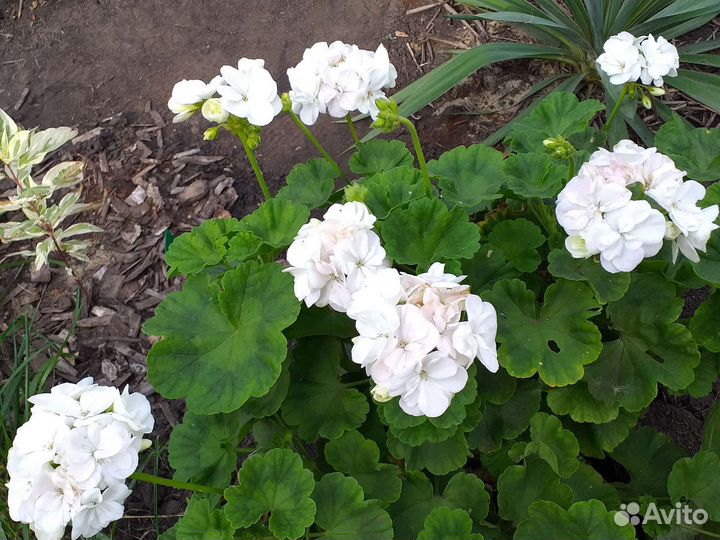 Гортензия древовидная белая, герань