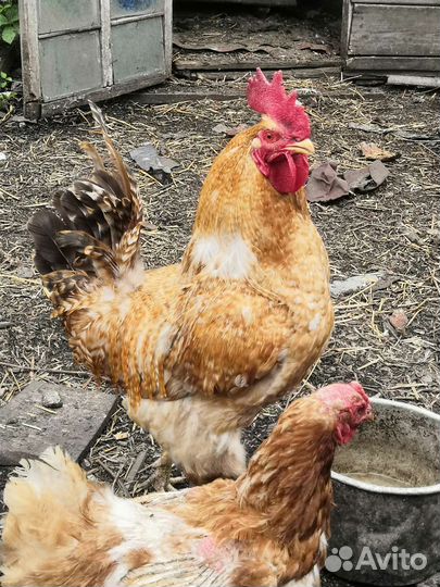 Куры петухи