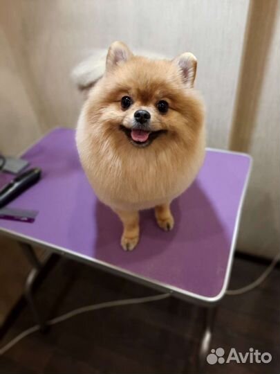 Груминг собак и кошек