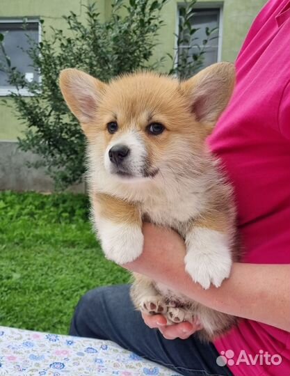 Вельш-корги пемброк