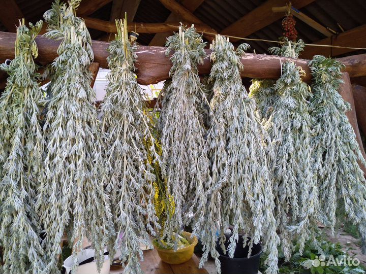 Травы для бани