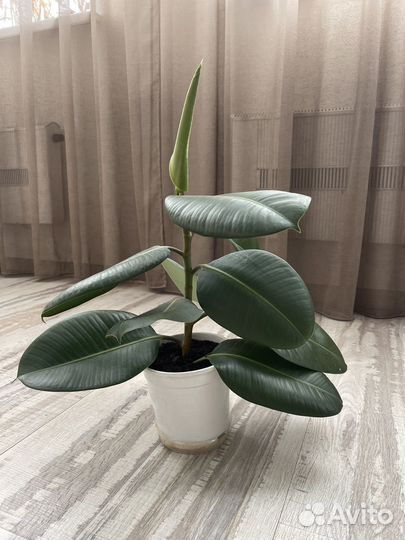 Фикус эластика