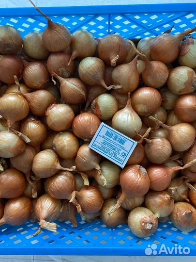 Лук семенной семейный