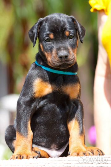 Щенки добермана, питомник РКФ