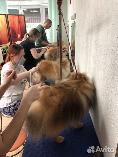 Стрижка собак бесплатно йорк, шпиц, Пудель, кот