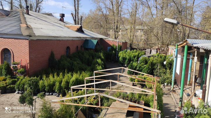 Туя западная крупномеры