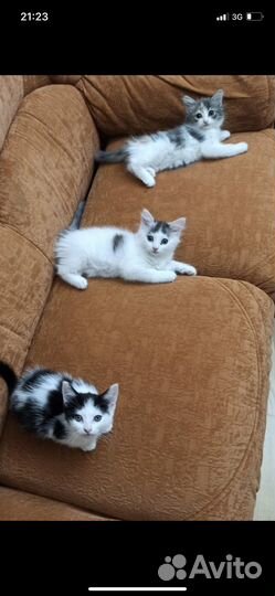 Котята в добрые руки