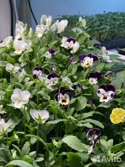 Пищевые цветы Виола, сьедобные цветочки