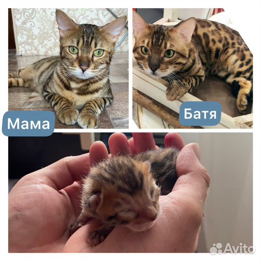 Бенгальские котики