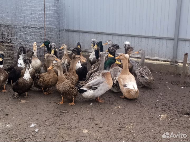 Утки хохлатые