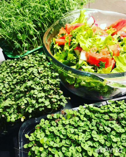 Наборы для выращивания микрозелени