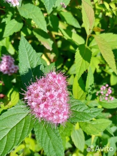 Спирея Японская(взрослый куст)