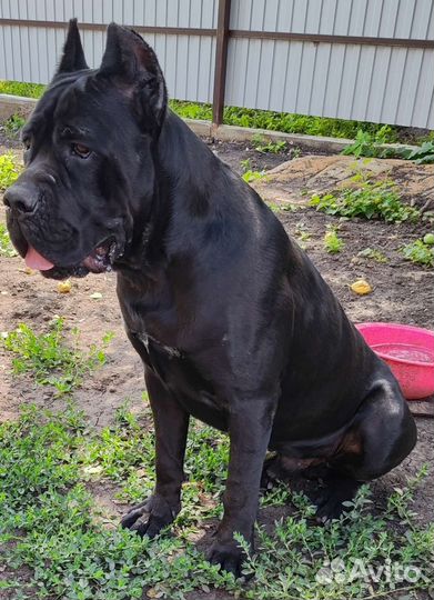 Кане Корсо вязка