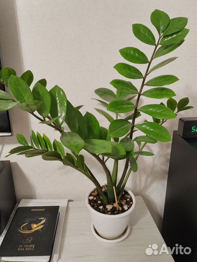 Замиокулькас