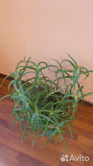 Алоэ столетник 10лет