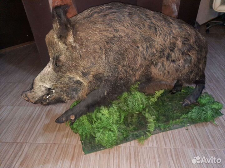 Дикий кабан