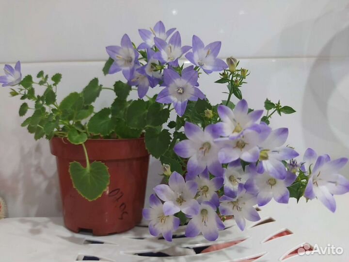 Кампанула жених и невеста