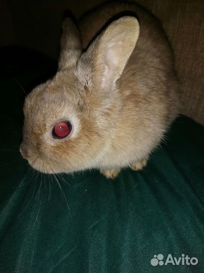 Декоративные кролики