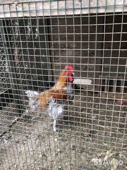 Петух маран