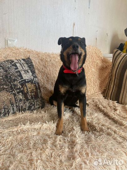 Собака в добрые руки