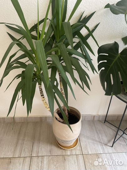 Монстера, фикус, юкка