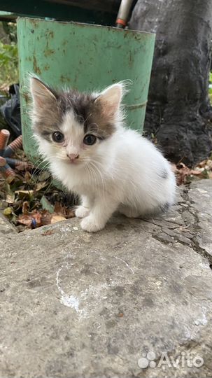 Котенок в добрые руки