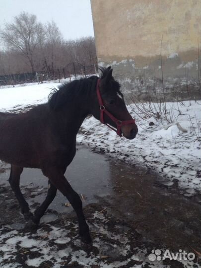 Конский навоз