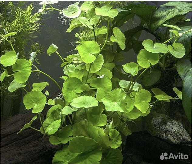 Улитки аквариумные