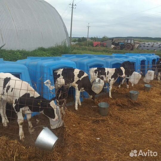 Породистые подрощенные бычки