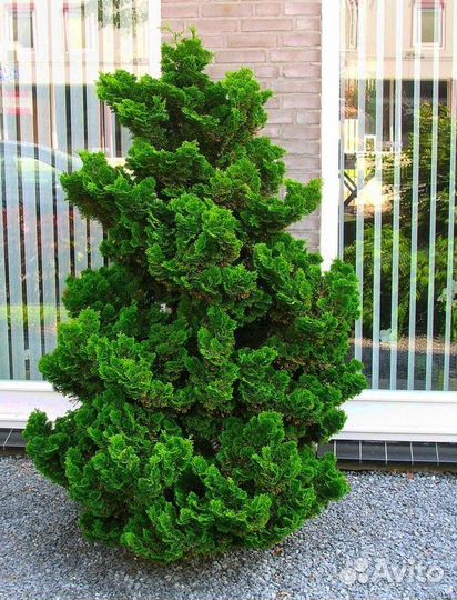 Кипарисовик Nana Gracilis